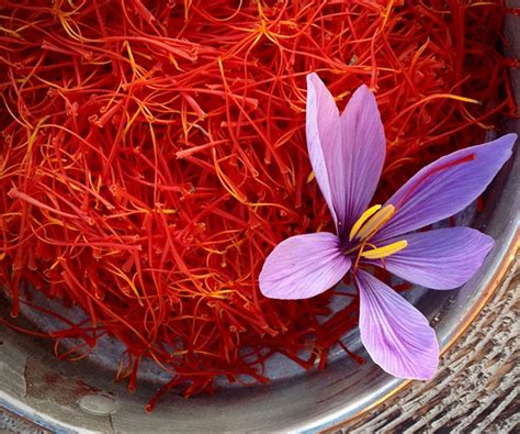 saffron in tagalog|Translate 'saffron' into Tagalog: meaning & definition .
